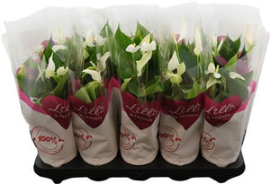White Anthurium ‘Banderola Cava’ – 10.5cm Pot