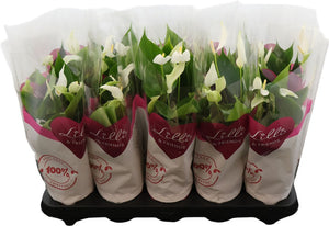 White Anthurium ‘Banderola Cava’ – 10.5cm Pot