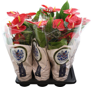 Red Anthurium (Anthurium andraeanum) – 17cm Pot