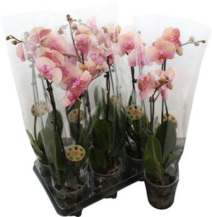 Pink Phalaenopsis Orchid – 2 Stem, 12cm Pot