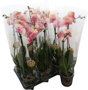 Pink Phalaenopsis Orchid – 2 Stem, 12cm Pot