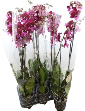 Hot Kiss Phalaenopsis Orchid – 2 Stem, 12cm Pot
