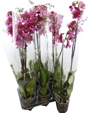 Hot Kiss Phalaenopsis Orchid – 2 Stem, 12cm Pot
