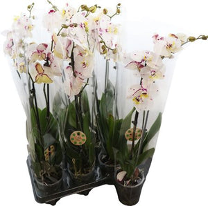 White Phalaenopsis Orchid ‘Amazing Grace’ – 12cm Pot