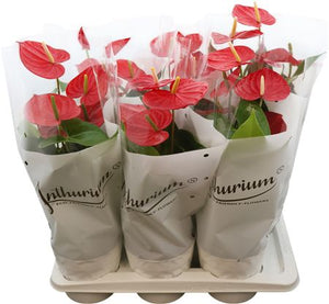 Red Anthurium Houseplant – 17cm Pot