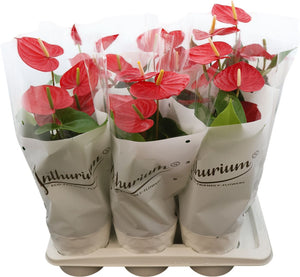 Red Anthurium Houseplant – 17cm Pot