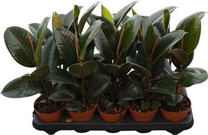 Ficus Elastica ‘Robusta’ – 12cm Pot, 40cm High