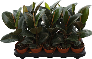 Ficus Elastica ‘Robusta’ – 12cm Pot, 40cm High