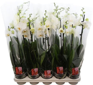 White Phalaenopsis Orchid – 12cm Pot, 60cm High