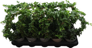 Ivy Arch Houseplant (Hedera helix) – 10.5cm Pot
