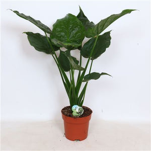 Alocasia Cucullata – 21cm Pot, 90cm Tall