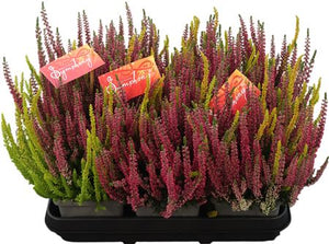 Calluna vulgaris Heather Balcony Planter – 27cm