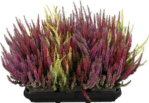 Calluna Vulgaris Trio Heather Planter – 27cm Pot