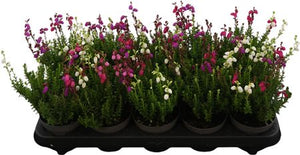Daboecia cantabrica Trio – 11cm Pot
