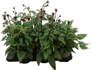 Red Echinacea (Echinacea) – 15cm Pot