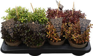 Mixed Coprosma Shrub – 13cm Pot, 35cm High
