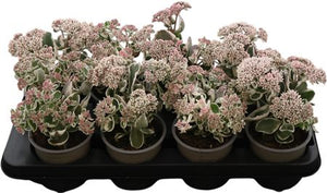 Sedum ‘La Vie en Rose’ – 12cm Pot