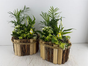 Mixed Colour Oval Wooden Plant Arrangement