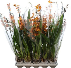 Colmanara Orchid – 12cm Pot, 80cm Tall