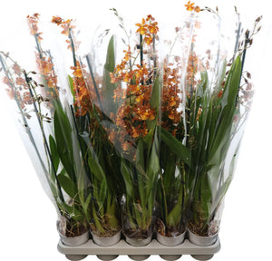 Colmanara Orchid – 12cm Pot, 80cm Tall