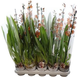 Colmanara Orchid – 12cm Pot, Approx. 70cm Height