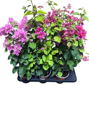 Mixed Bougainvillea Plant – 14cm Pot, 55cm High