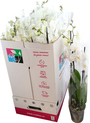 White Phalaenopsis Orchid – 3 Stem, 12cm Pot
