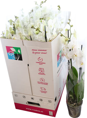 White Phalaenopsis Orchid – 3 Stem, 12cm Pot