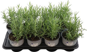Rosemary (Rosmarinus officinalis) – 14cm Pot