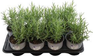 Rosemary (Rosmarinus officinalis) – 14cm Pot