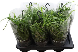 Bolivian Lepismium (Lepismium bolivianum) – 17cm Pot