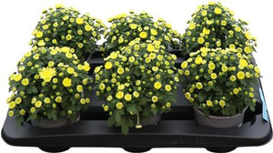 Mixed Chrysanthemum Houseplant – 13cm Pot