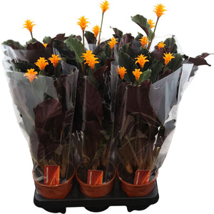 Orange Calathea Crocata – 14cm Pot, 55cm High