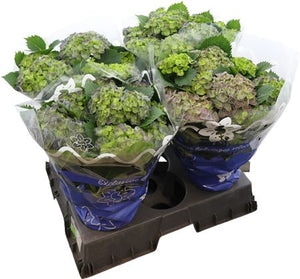 Blue-Green Hydrangea macrophylla – 14cm Pot