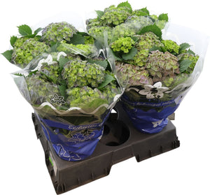 Blue-Green Hydrangea macrophylla – 14cm Pot