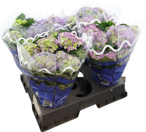 Blue Hydrangea macrophylla ‘Early Blue’ – 14cm Pot