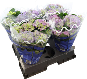 Blue Hydrangea macrophylla ‘Early Blue’ – 14cm Pot