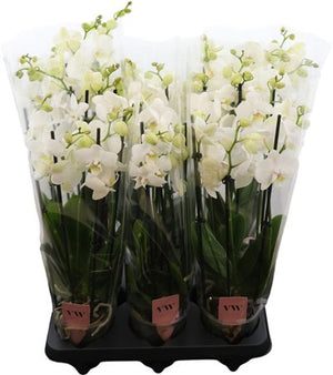 White Phalaenopsis Orchid – 12cm Pot, 50cm High