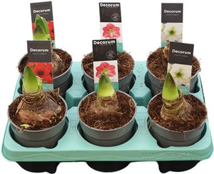 Mixed Hippeastrum (Amaryllis) – 12cm Pot
