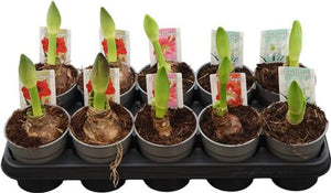Mixed Hippeastrum Bulb Plant – 12cm Pot