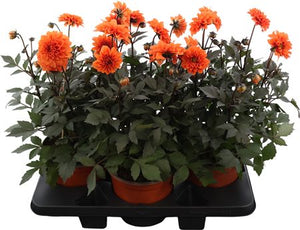 Orange Garden Dahlia – 19cm Pot, 50cm High