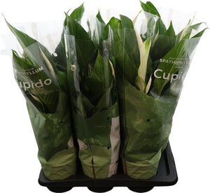 Peace Lily (Spathiphyllum) ‘Bingo Cupido’ – 17cm Pot