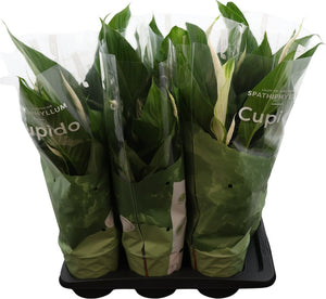 Peace Lily (Spathiphyllum) ‘Bingo Cupido’ – 17cm Pot