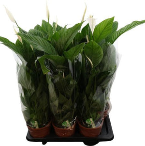 White Peace Lily (Spathiphyllum) – 17cm Pot
