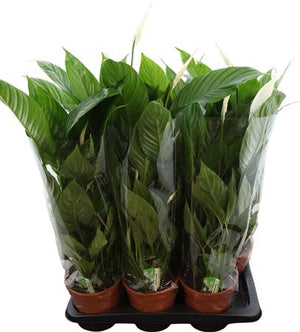 White Peace Lily (Spathiphyllum) – 17cm Pot