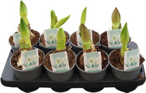 White Hippeastrum (Amaryllis) – 14cm Pot