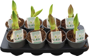 White Hippeastrum (Amaryllis) – 14cm Pot