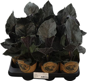 Alocasia ‘Antoro Velvet’ – 11cm Pot