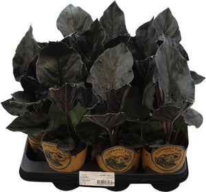 Alocasia ‘Antoro Velvet’ – 11cm Pot