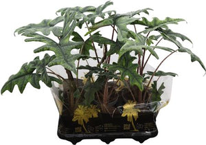Alocasia Jacklyn – 12cm Pot, Approx. 66cm High